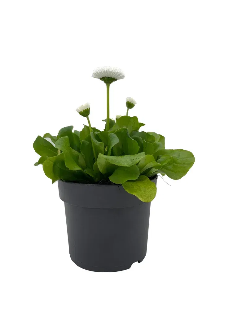 Bellis edible ECO 10,5 cm
