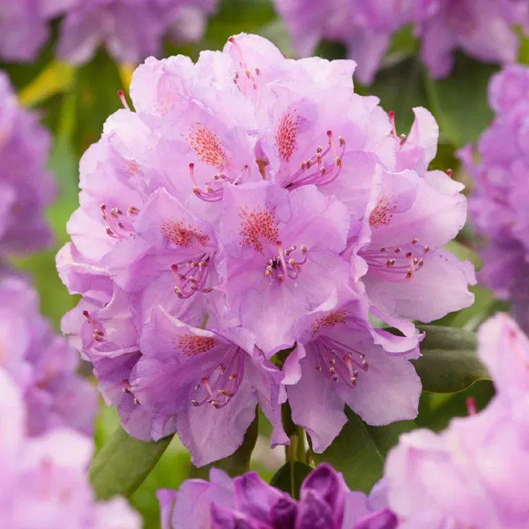 Rhododendron 'Catawbiense Grandiflorum' 15L