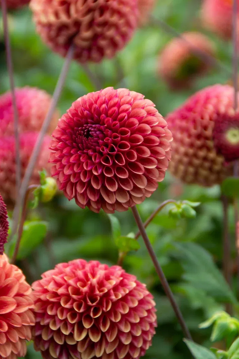 Dahlia Ball Copper Boy