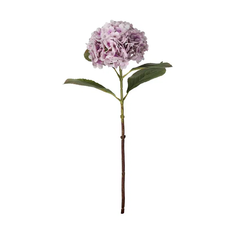 Hydrangea cut flower H52 lilac