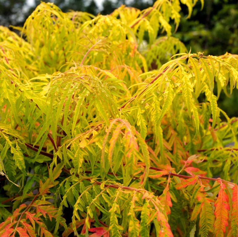 Rhus typhina TIGER EYES 19cm