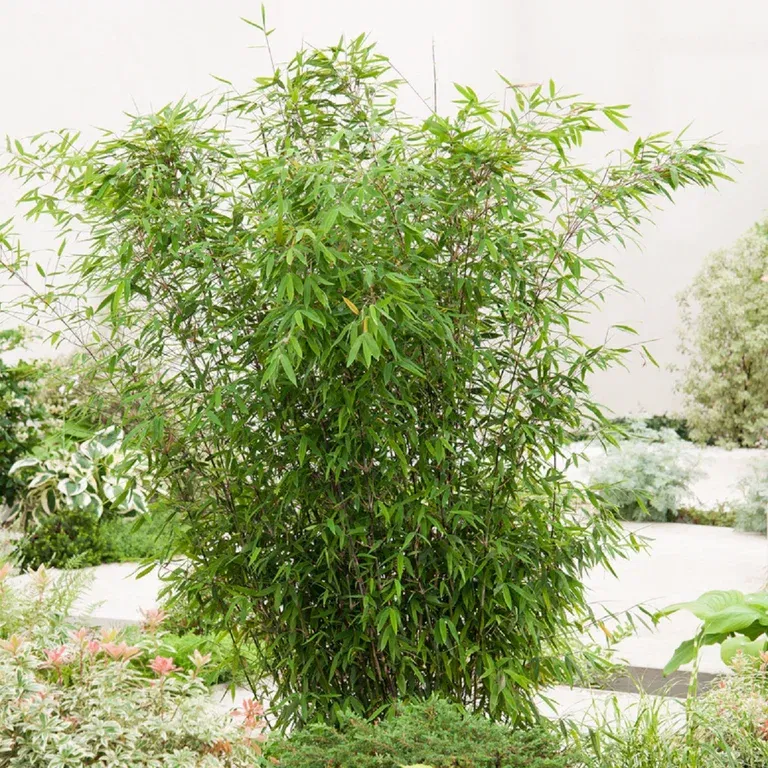 Fargesia Winter Black 100-120 29cm