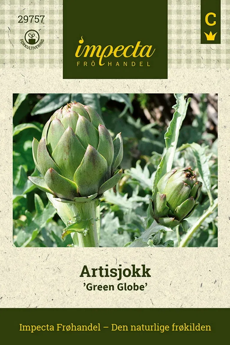 Artisjokk 'Green Globe'