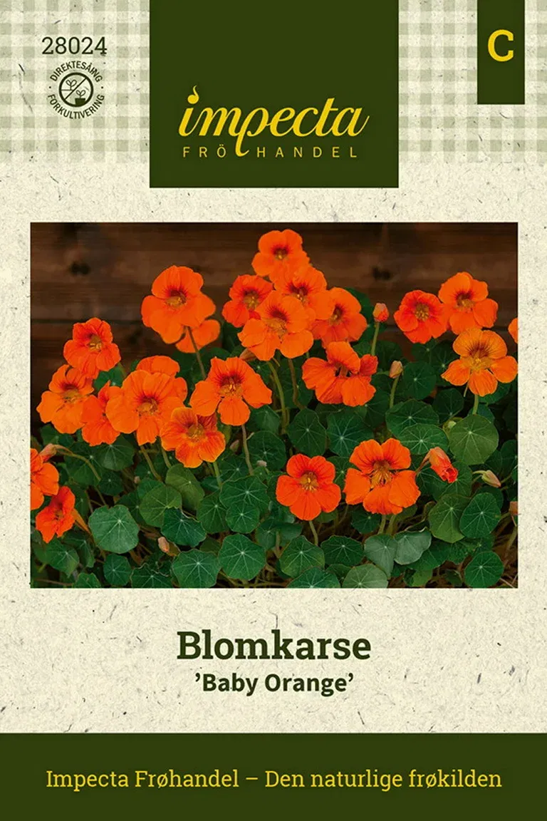 Blomkarse 'Baby Orange'