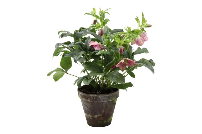 Helleborus o. 'Victoria' claypot 19 cm