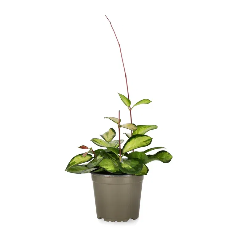 Hoya carnosa 'Tricolor'