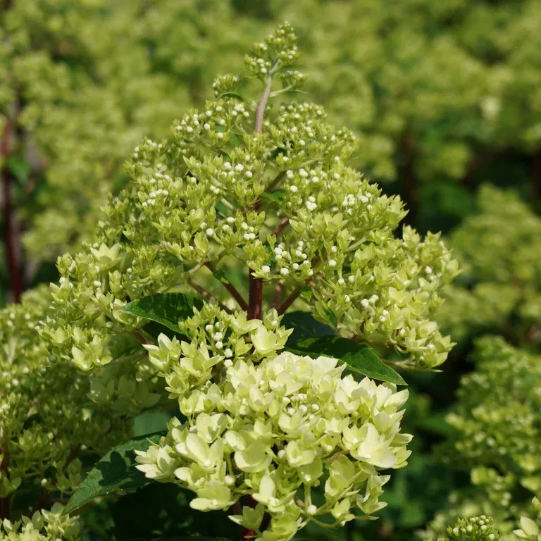 Hydrangea paniculata MAGICAL ANDES® C 18 XXL