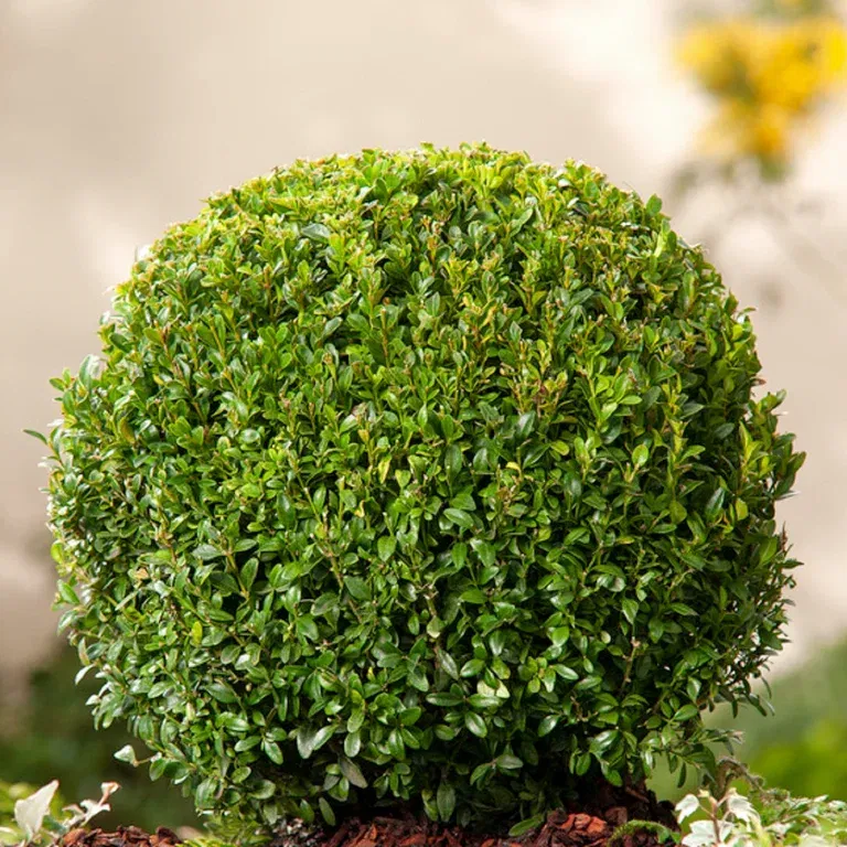 Buxus sempervirens ball Ø29-30cm