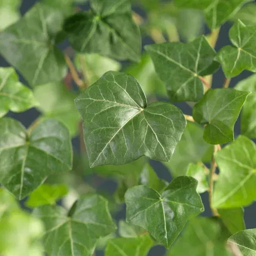 Hedera hibernica 150cm 19cm