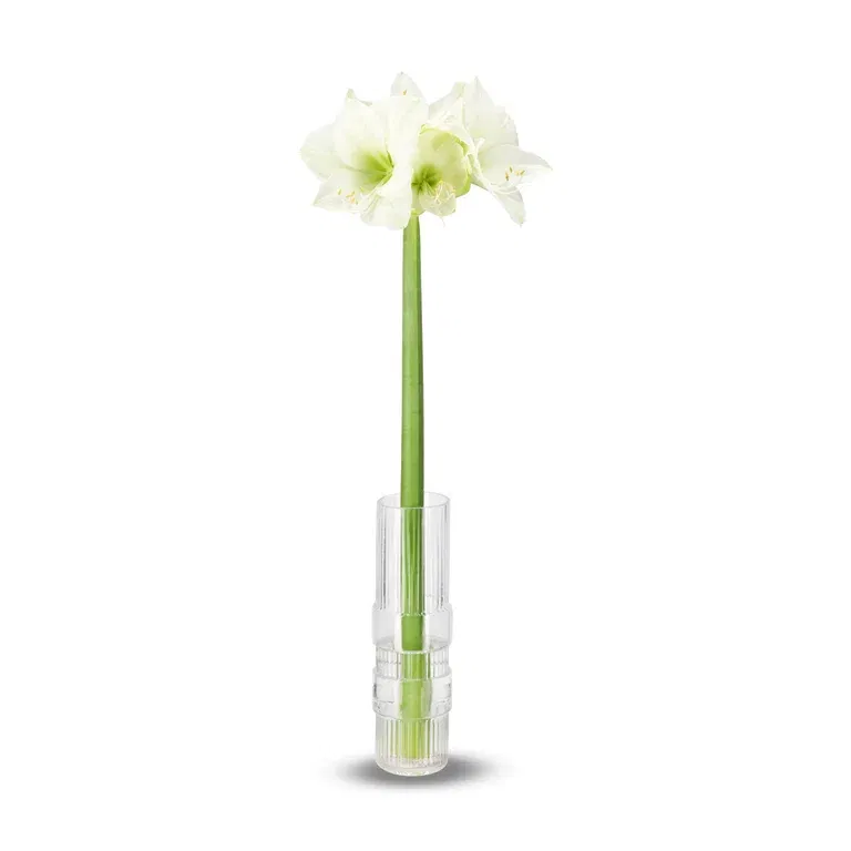 Amaryllis White