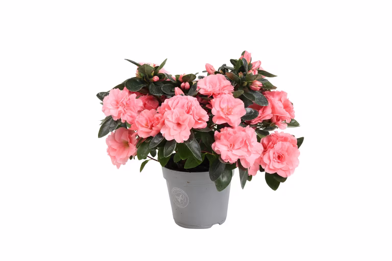 Rhododendron simsii 'Aiko Intense Rose' 12 cm
