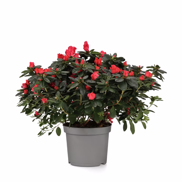 Rhododendron simsii Red 17 cm