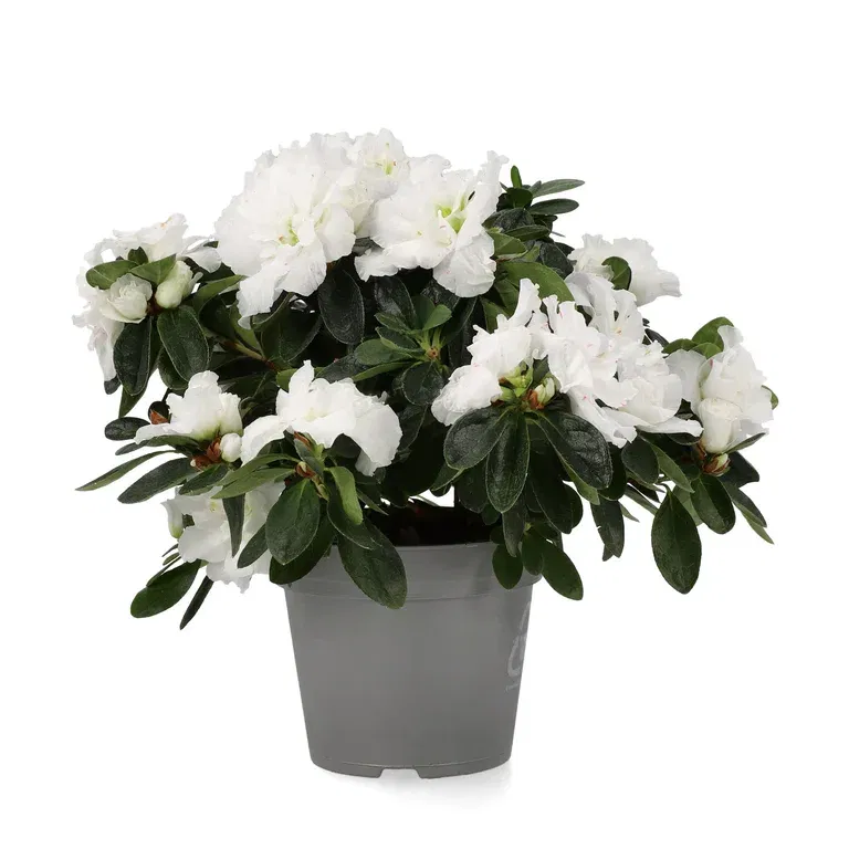 Rhododendron simsii White 12 cm