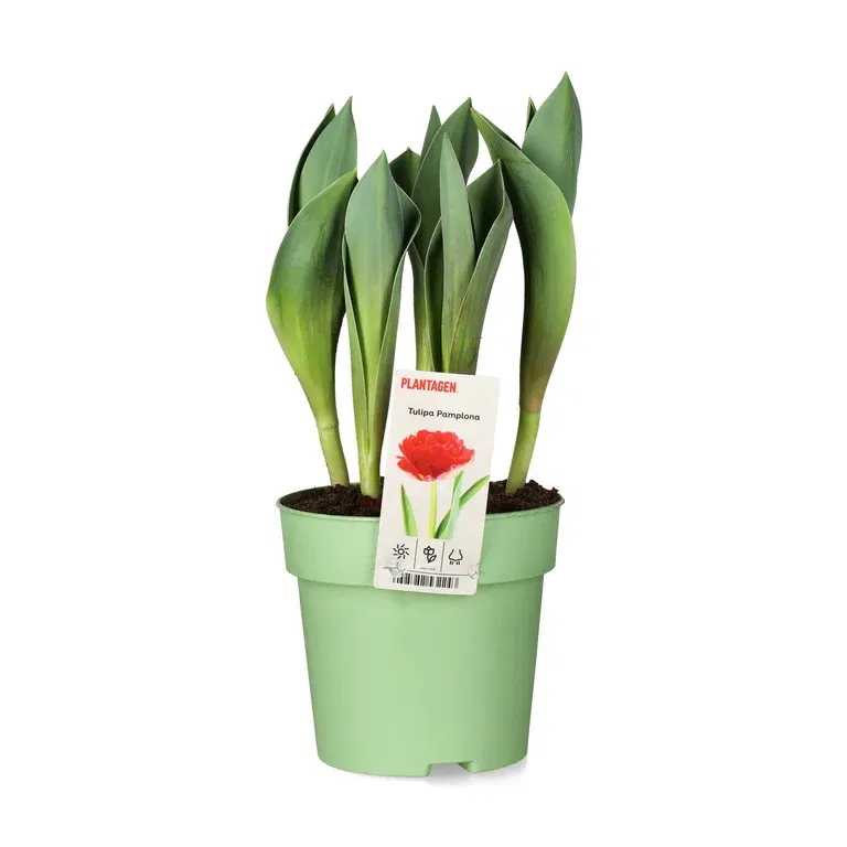 Tulipa  'Pamplona' 12 cm