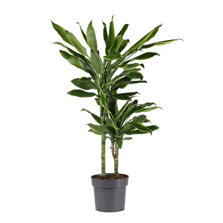 Dracaena fragrans 'Gold coast' 17 cm