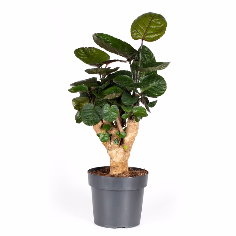 Polyscias 'Fabian' 17 cm
