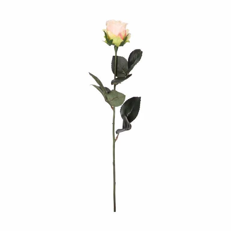 Rose cut flower H43 pink