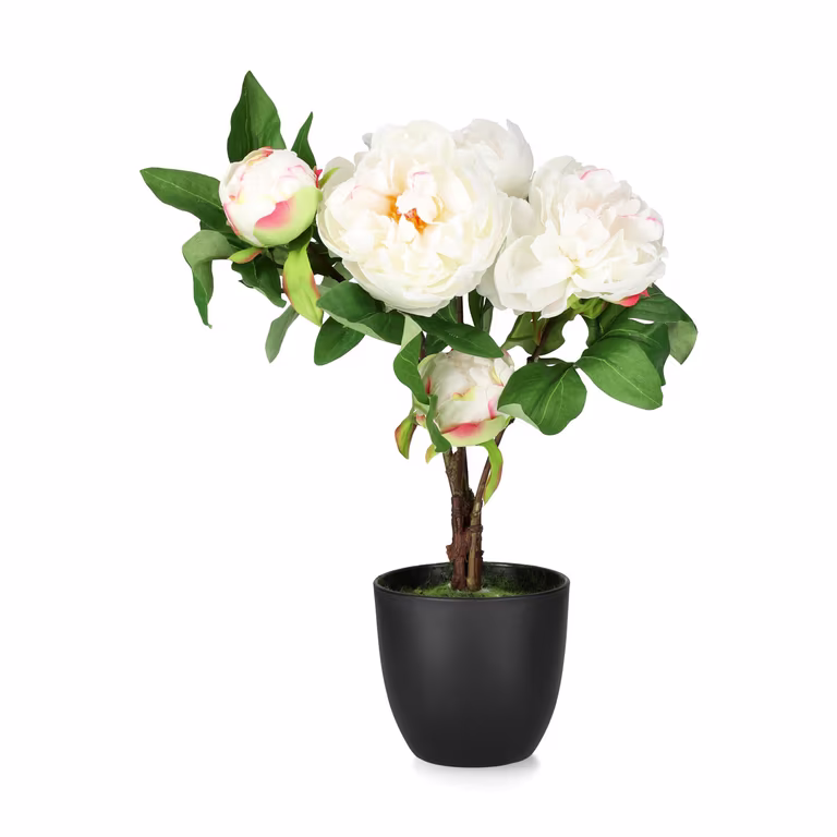 Peony potted H45 pink