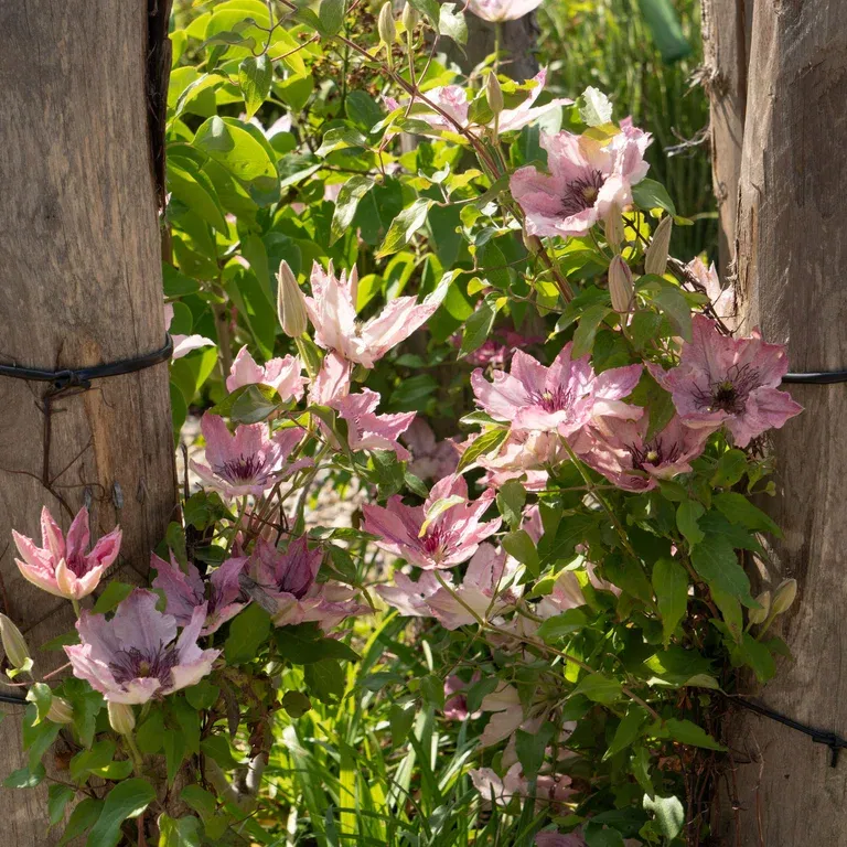 Clematis BOULEVARD® SARAH ELIZABETH™ rack 15cm