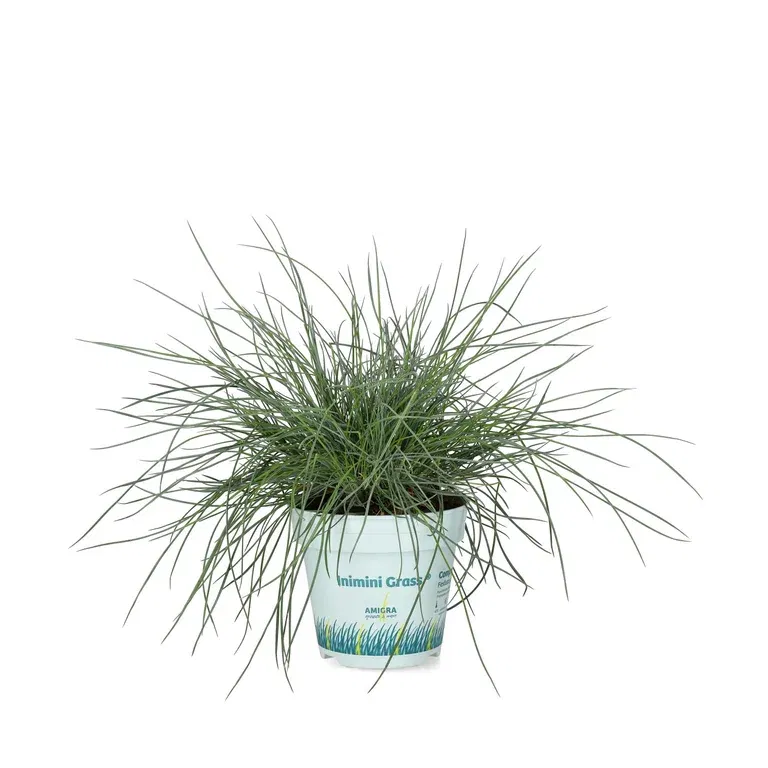 Festuca 'Compact Blue' 10,5 cm