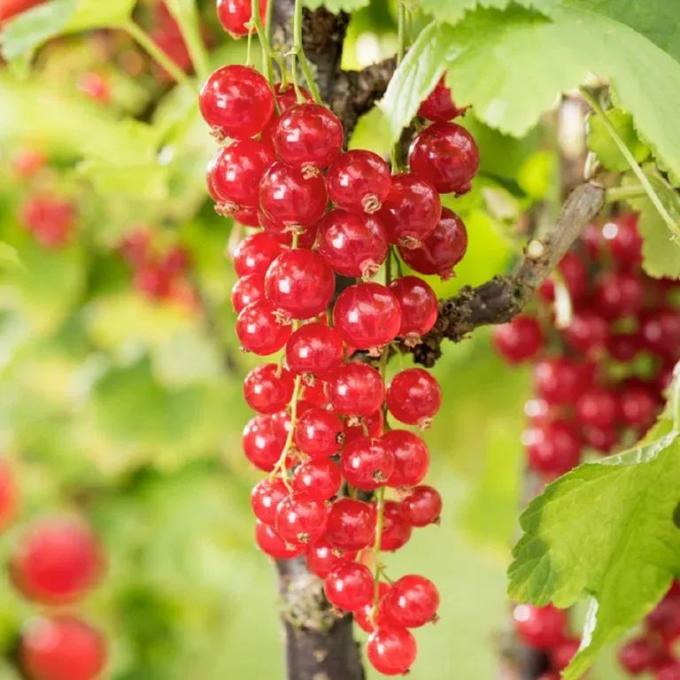 Ribes rubrum 'Jonkheer van Tets' 2L