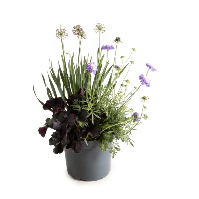 Perennials Triple Beauty London 23cm