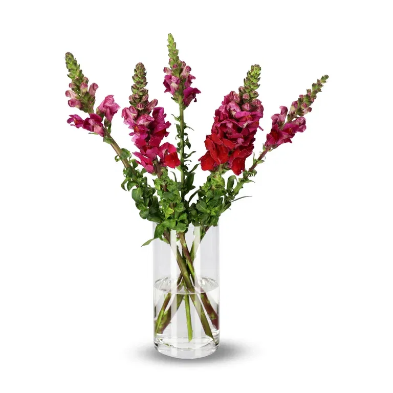 Anthirrinum mix 50cm 5pk