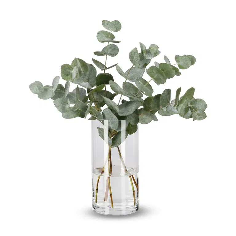 Eucalyptus 40cm 5pk YR