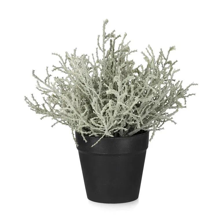 Calocephalus in pot H18 grey