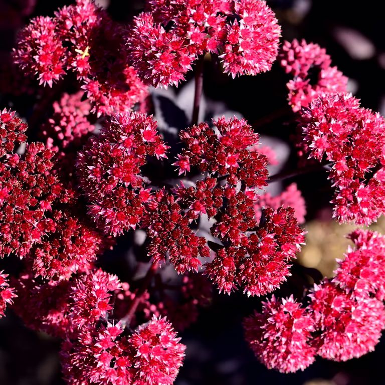 Sedum 'Jose Aubergine'
