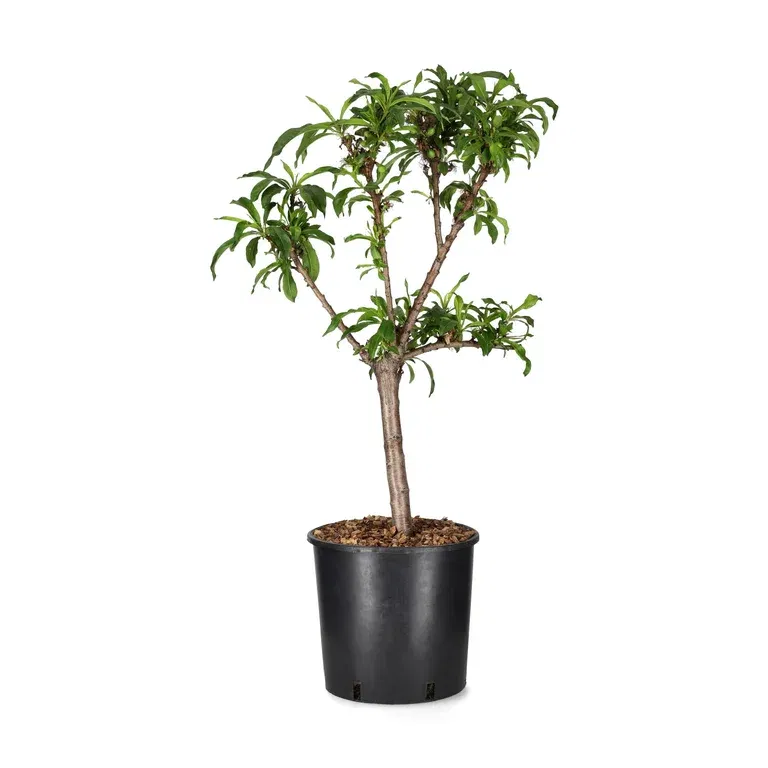 Prunus nucipersica 'Nana Silver Prolific' C 10