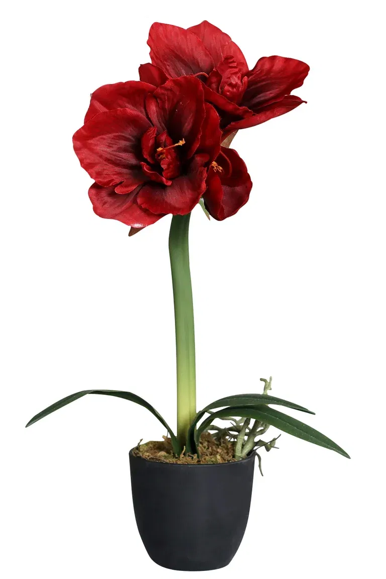 Amaryllis in pot H50 red