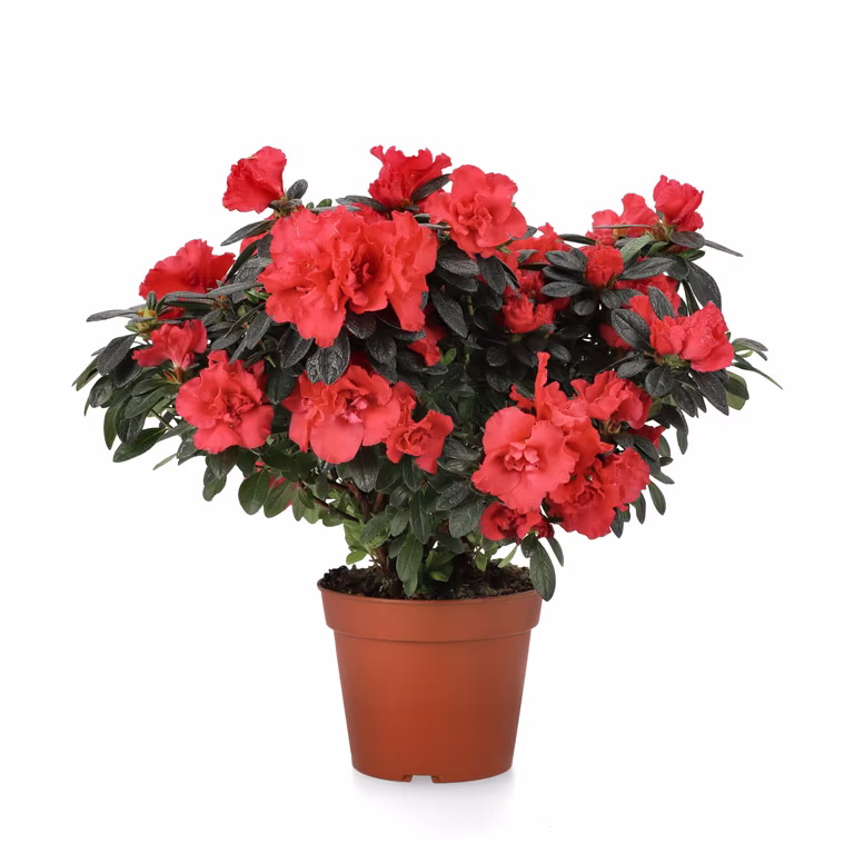 Rhododendron simsii Red 15 cm