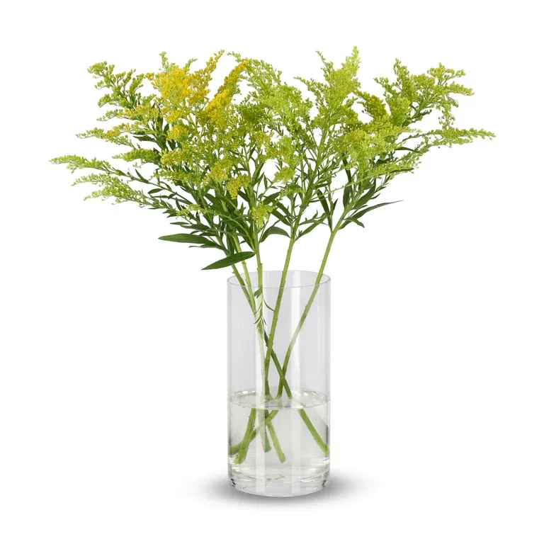 Solidago 5pk Easter