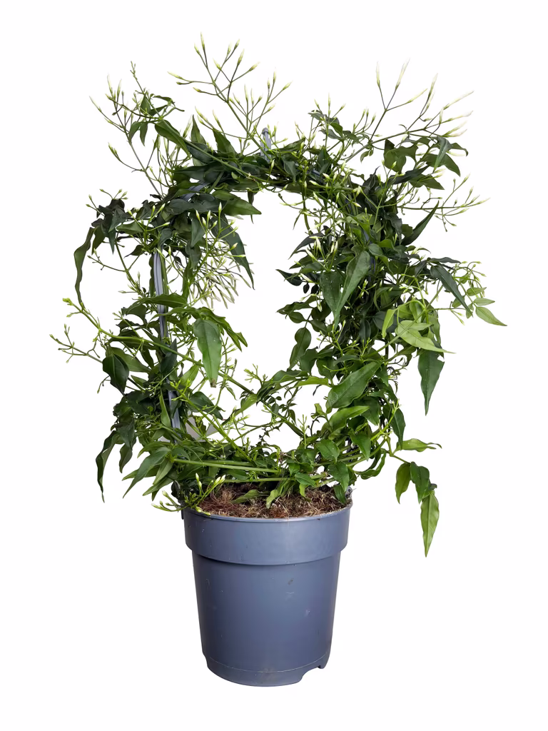 Jasminum bow