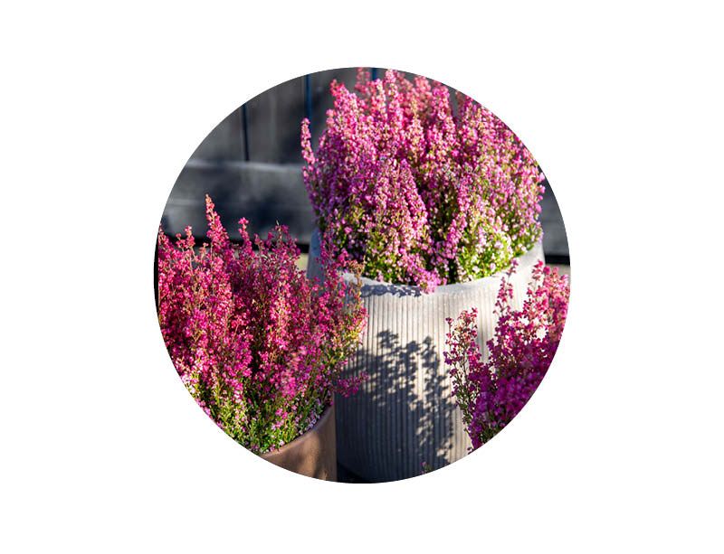 Image of Outdoor lounge furniture