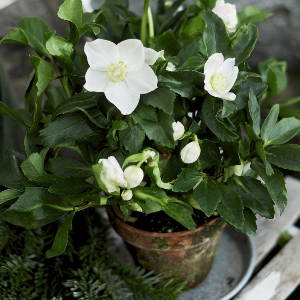Image of Giant verbena