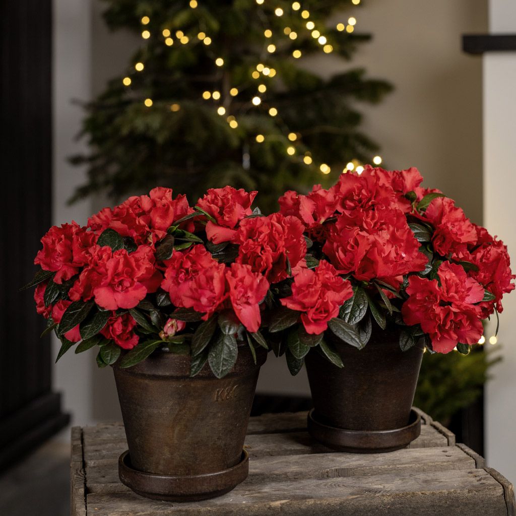 Image of Dwarf lilac