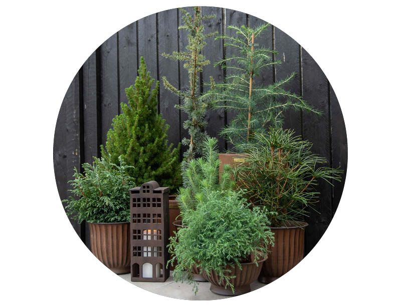 Image of Garden tools & care