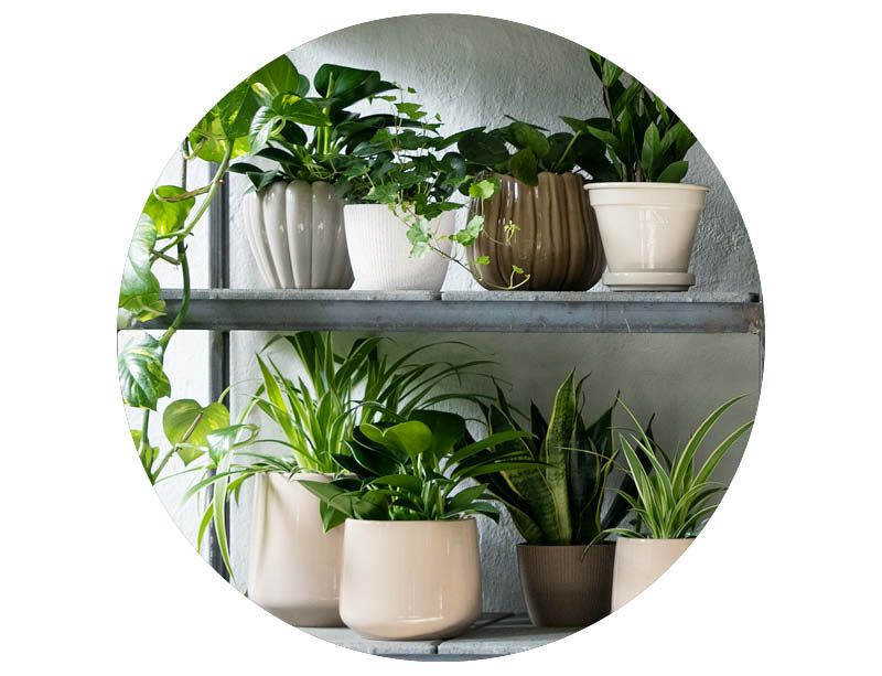 Image of Indoor pots