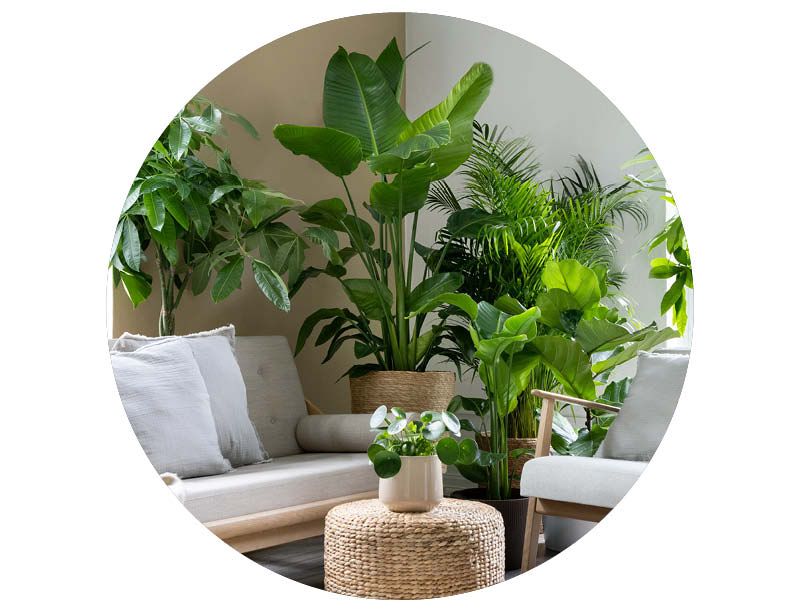 Image of Green plants