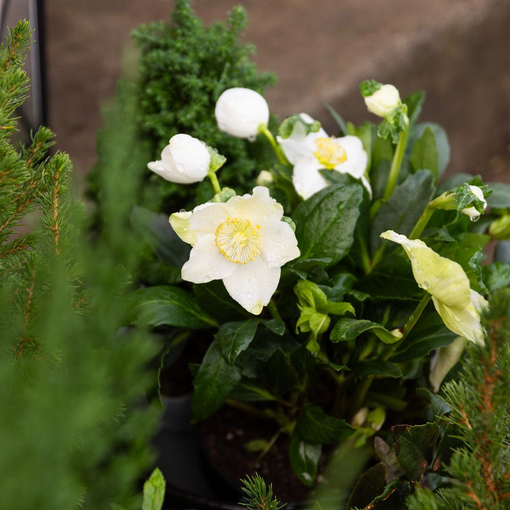 Image of Cut flowers