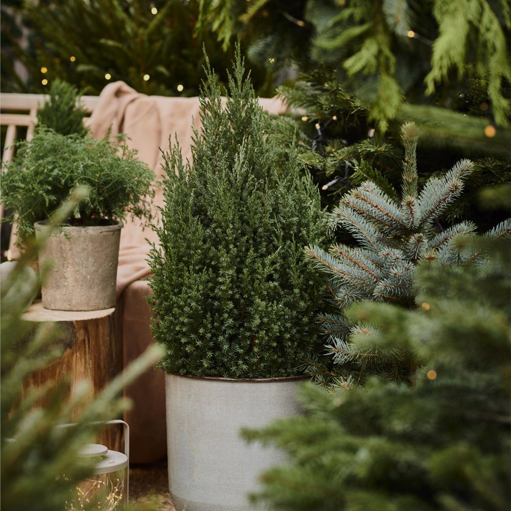 Image of Christmas roses