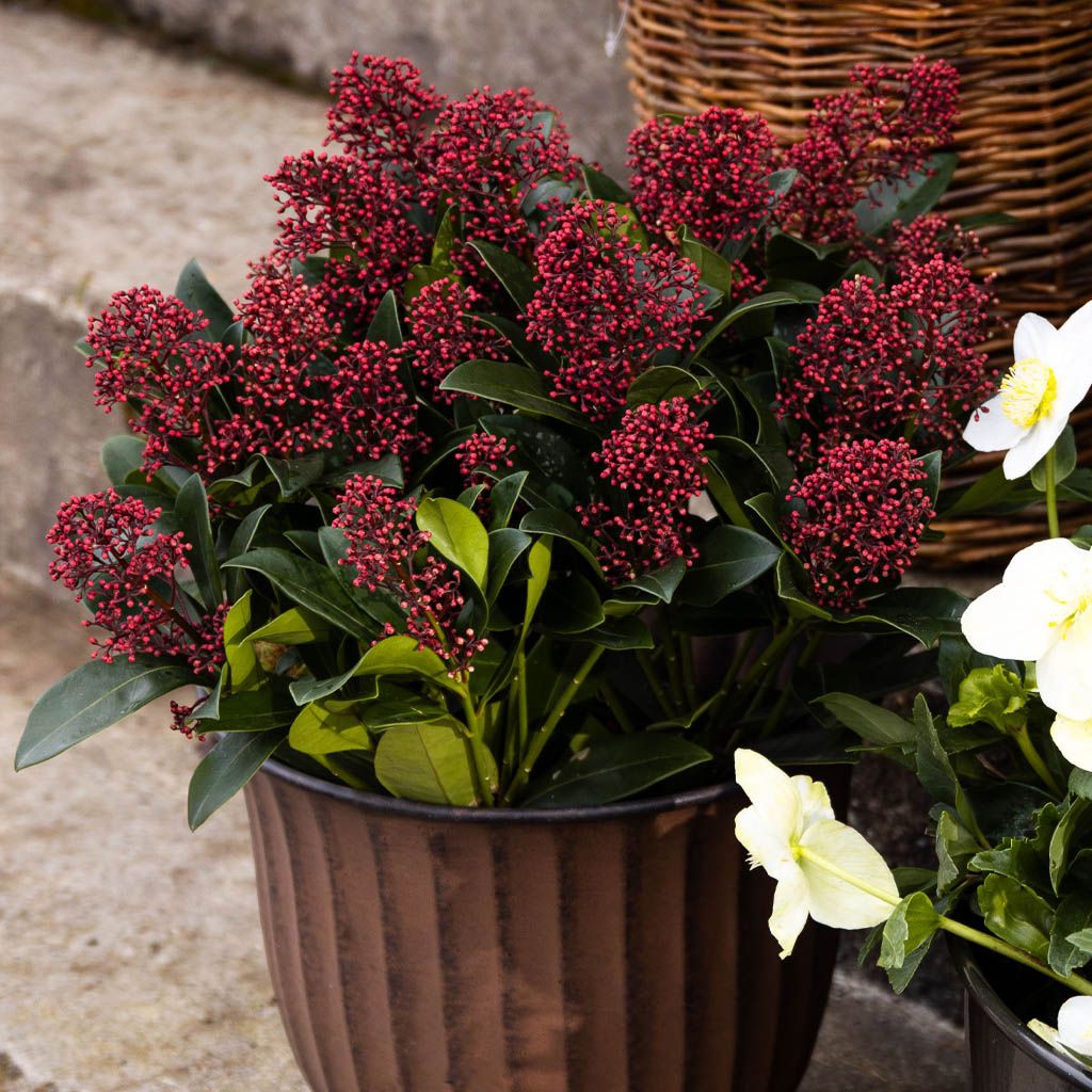 Image of Poinsettias