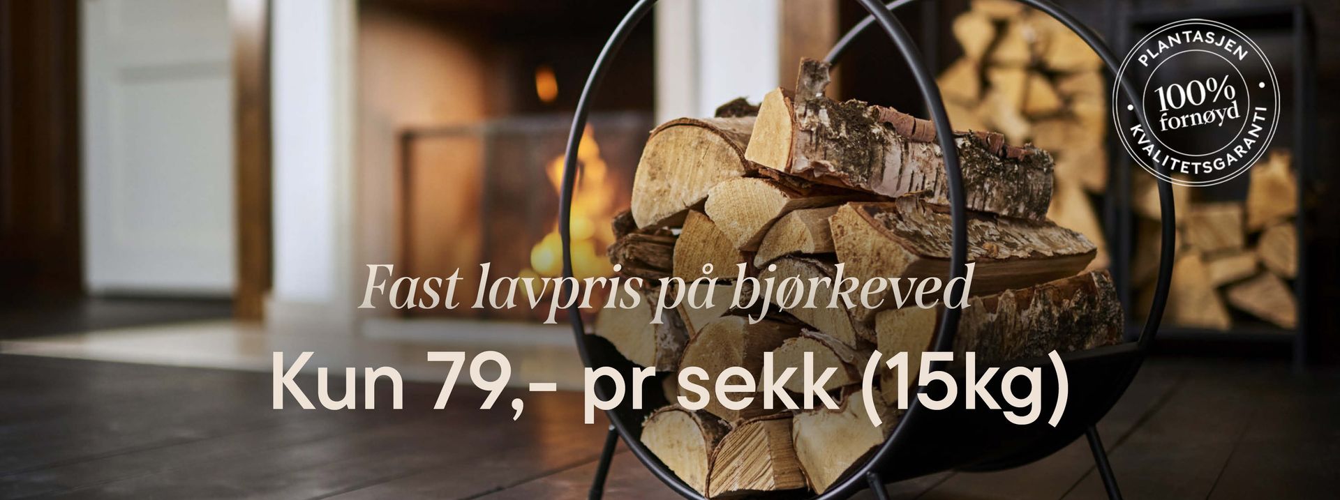 This is an image illustration of  Aster – a summer favourite