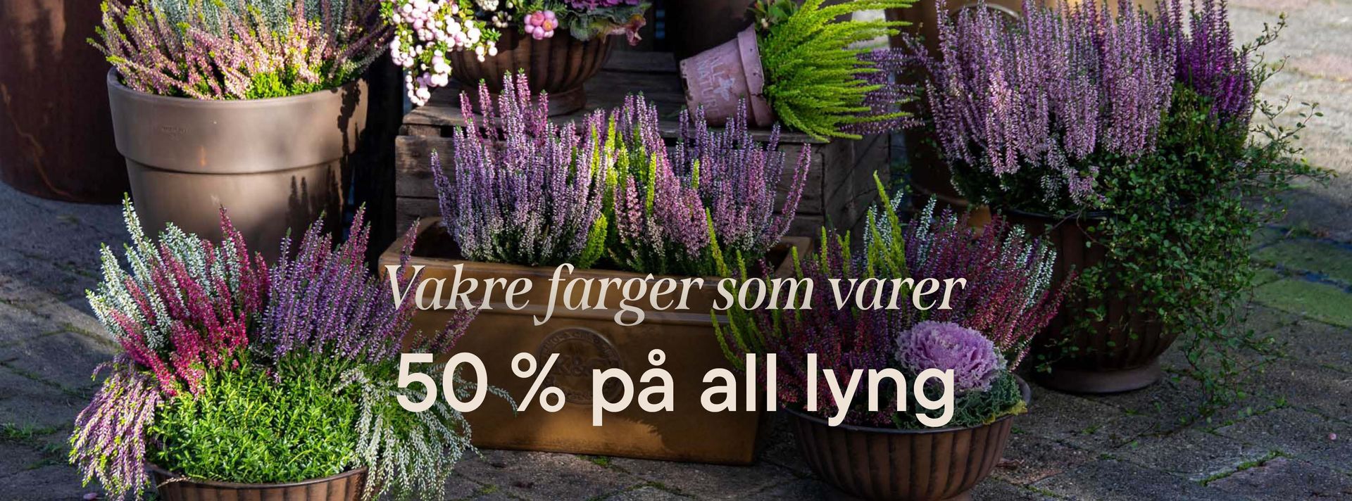 This is an image illustration of  Up to 40% off all perennials in returnable pots