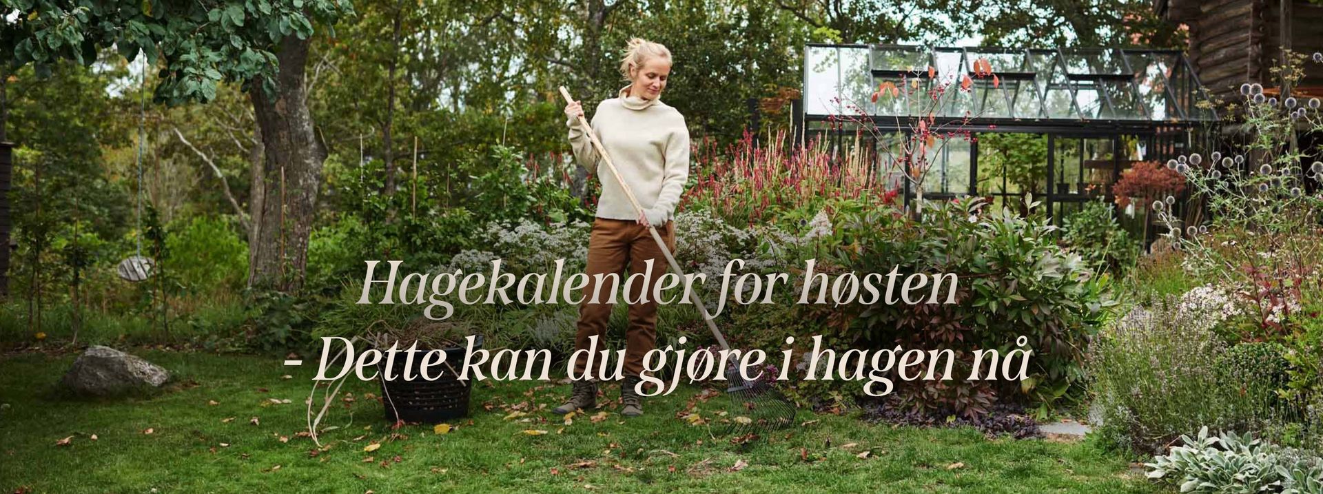 This is an image illustration of  2 for 1 on garden roses