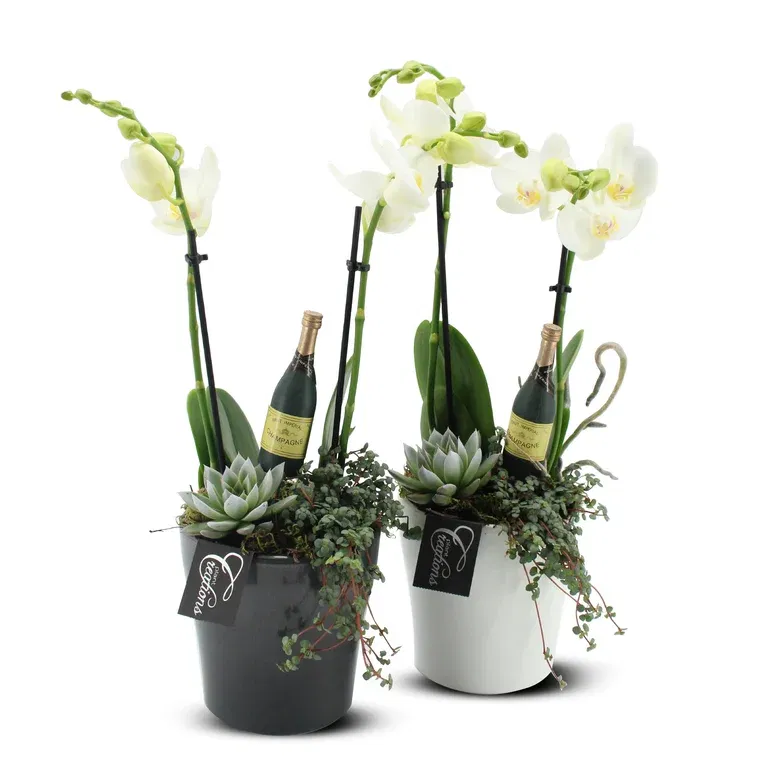 New Year dec. Phalaenopsis in pot