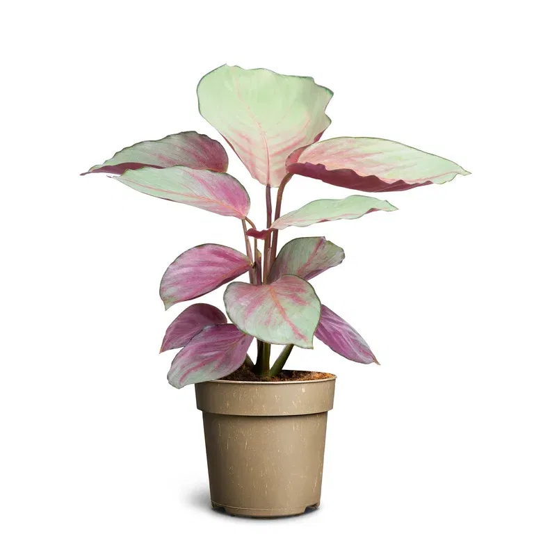 Calathea 'Silver Plate'