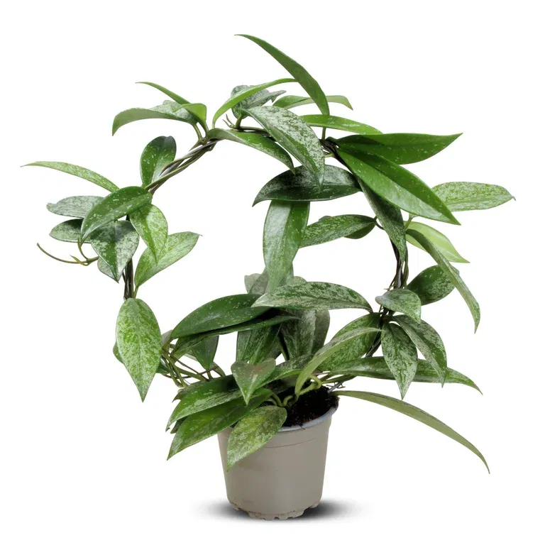 Hoya pubicalyx 'Silverspots' on bow